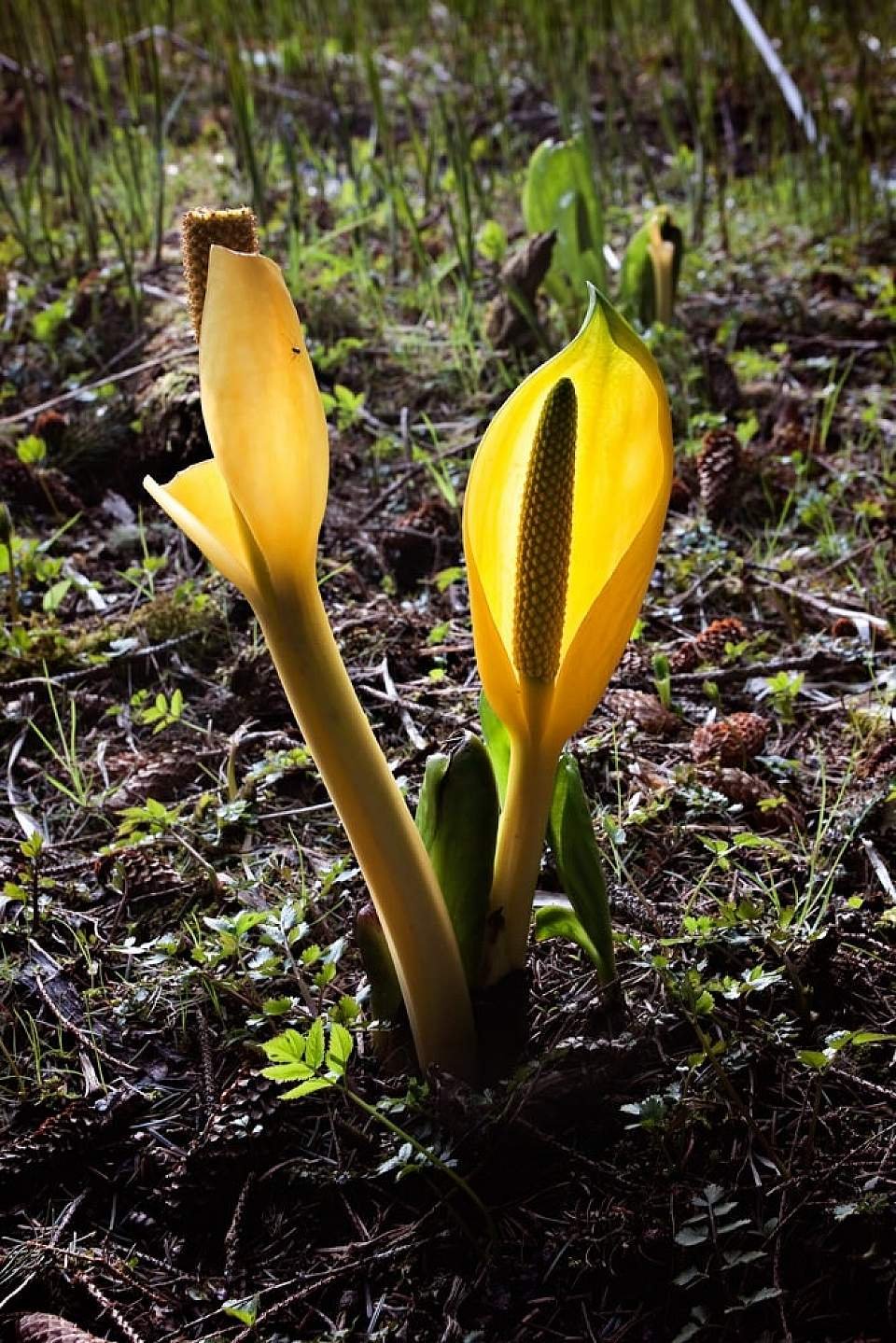 ⛷️ 하치키타 고원 스키장 (하치키타코겐스키조) 이미지 10
